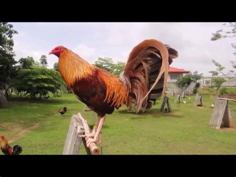 gamefowl services|Lists of Filipino Gamefowl Breeders .